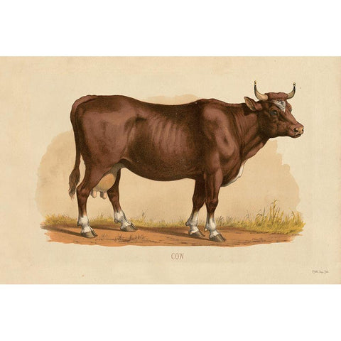 Cow White Modern Wood Framed Art Print by Stellar Designs Studio