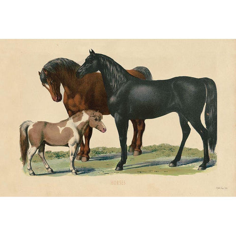 Horses Black Modern Wood Framed Art Print with Double Matting by Stellar Designs Studio