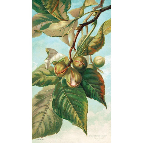 Tree Branch with Fruit I Gold Ornate Wood Framed Art Print with Double Matting by Stellar Design Studio