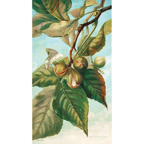 Tree Branch with Fruit I White Modern Wood Framed Art Print by Stellar Design Studio