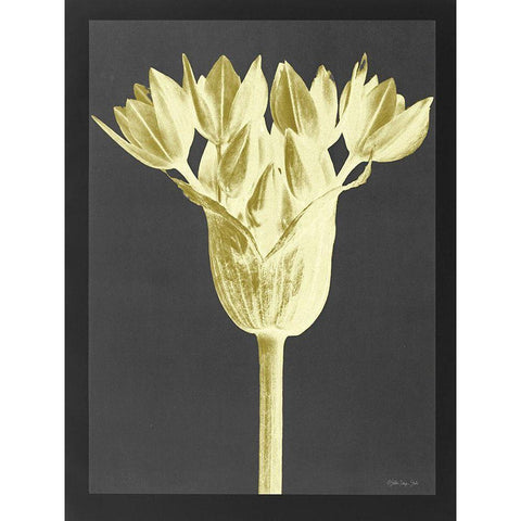 Forms in Nature 3 Gold Ornate Wood Framed Art Print with Double Matting by Stellar Design Studio