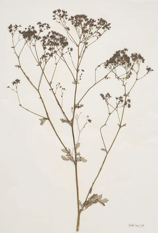 Herbarium Collection 1 White Modern Wood Framed Art Print with Double Matting by Stellar Design Studio