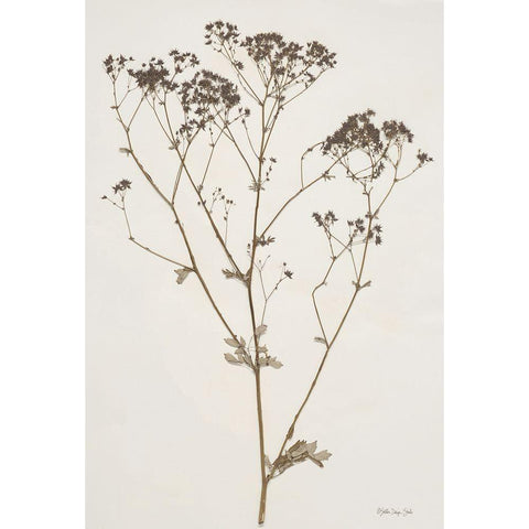 Herbarium Collection 1 Black Modern Wood Framed Art Print by Stellar Design Studio