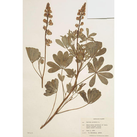 Herbarium 2 White Modern Wood Framed Art Print by Stellar Design Studio