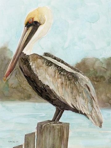 Brown Pelican 3 White Modern Wood Framed Art Print with Double Matting by Stellar Design Studio