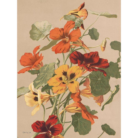 Antique Botanical Collection 2 Black Modern Wood Framed Art Print by Stellar Design Studio
