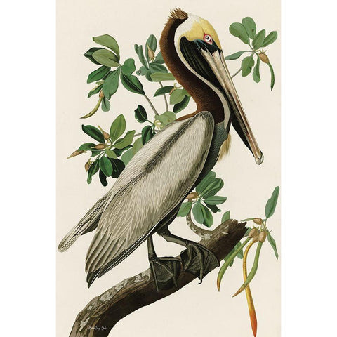 Audubon Brown Pelican Black Modern Wood Framed Art Print with Double Matting by Stellar Design Studio