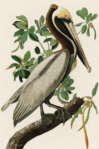 Audubon Brown Pelican Black Ornate Wood Framed Art Print with Double Matting by Stellar Design Studio