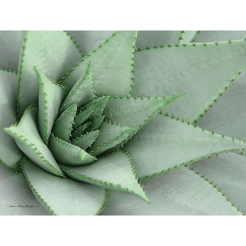 Pointy Tip Succulent Black Modern Wood Framed Art Print with Double Matting by Seven Trees Design