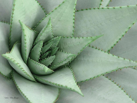 Pointy Tip Succulent White Modern Wood Framed Art Print with Double Matting by Seven Trees Design