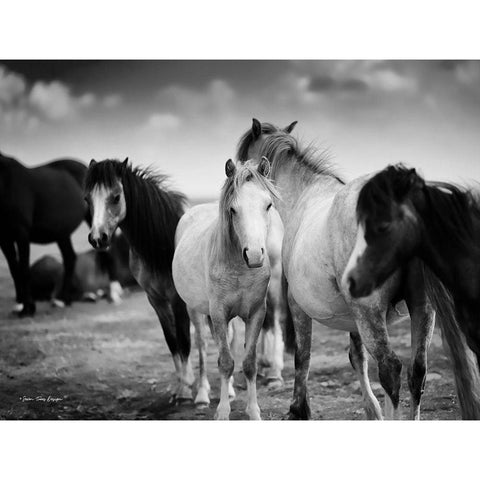 Black and White Horses    White Modern Wood Framed Art Print by Seven Trees Design