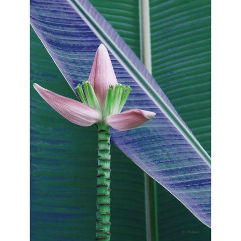 Banana Flower Black Modern Wood Framed Art Print by Seven Trees Design