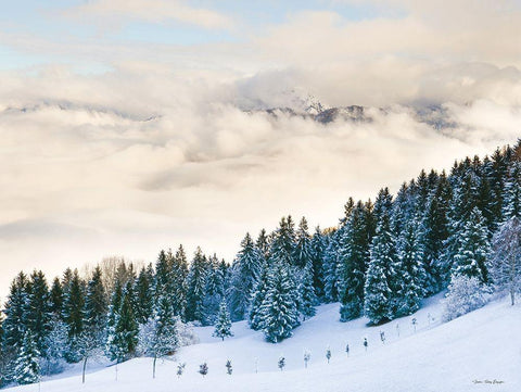 Pines in the Sky    Black Ornate Wood Framed Art Print with Double Matting by Seven Trees Design