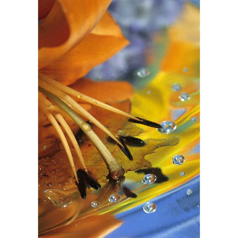 Abstract of lily stamens in reflection Black Modern Wood Framed Art Print by Rotenberg, Nancy