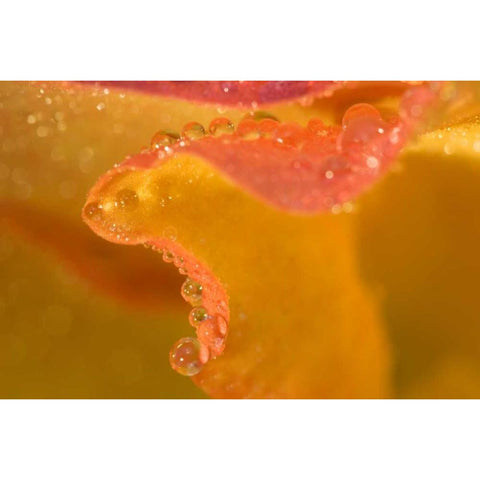 Abstract of flower petal edge in the rain Black Modern Wood Framed Art Print by Rotenberg, Nancy