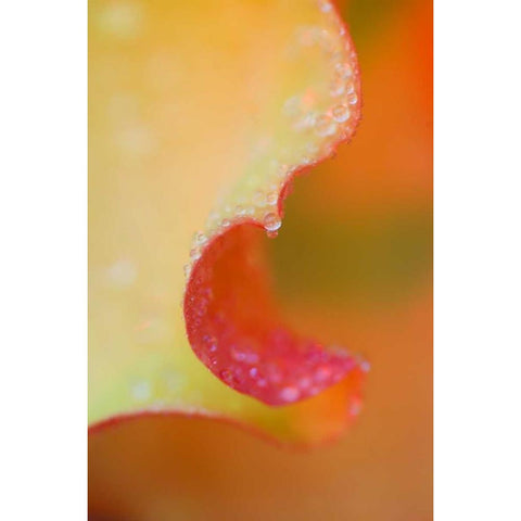 Flower Petal with Rain Drop Black Modern Wood Framed Art Print by Rotenberg, Nancy