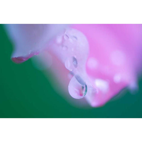 Petals with Drops of Rain Gold Ornate Wood Framed Art Print with Double Matting by Rotenberg, Nancy