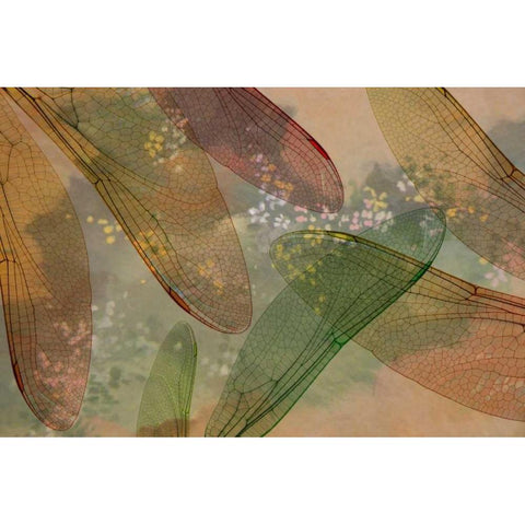 Montage abstract of dragonfly wings and flower Black Modern Wood Framed Art Print by Paulson, Don