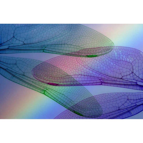 Abstract of dragonfly wings and rainbow Black Modern Wood Framed Art Print by Paulson, Don