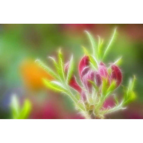 Abstract close-up of azalea buds Black Modern Wood Framed Art Print with Double Matting by Paulson, Don