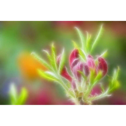 Abstract close-up of azalea buds Gold Ornate Wood Framed Art Print with Double Matting by Paulson, Don