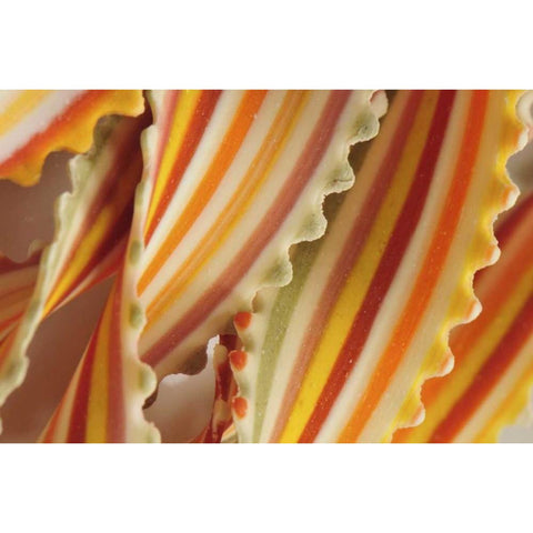 USA Close-up of dried rainbow pasta noodles Black Modern Wood Framed Art Print with Double Matting by Terrill, Steve