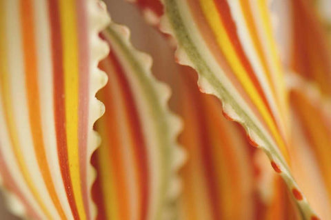 USA Close-up of dried rainbow pasta noodles Black Ornate Wood Framed Art Print with Double Matting by Terrill, Steve