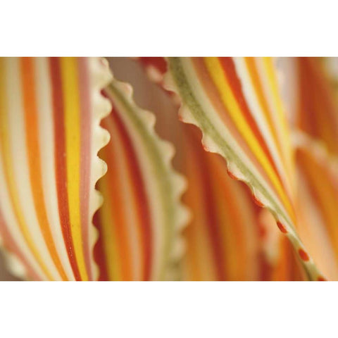 USA Close-up of dried rainbow pasta noodles White Modern Wood Framed Art Print by Terrill, Steve