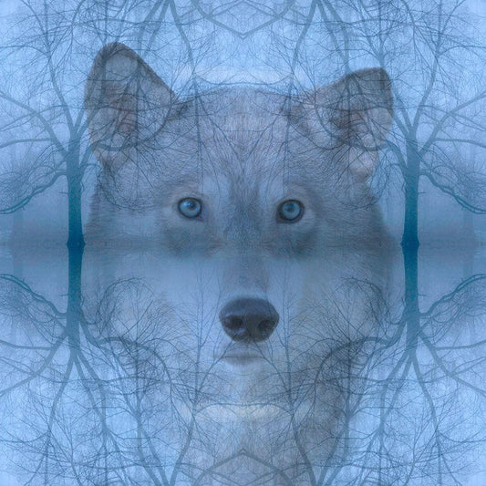 Image Only