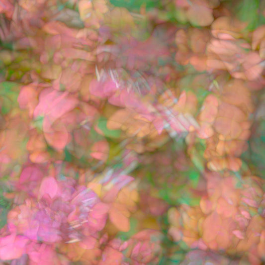 Image Only