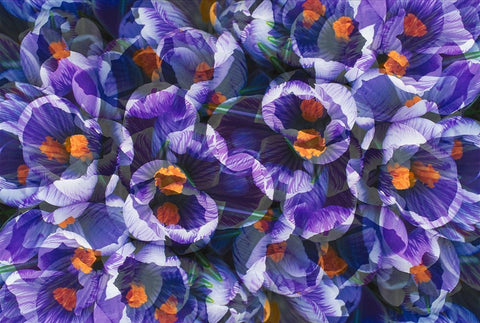 Crocus photo montage Black Ornate Wood Framed Art Print with Double Matting by Jaynes Gallery