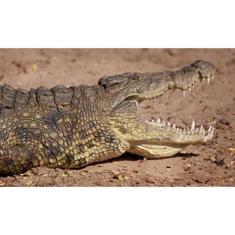 Africa, Botswana, Chobe NP Cocodile Close up White Modern Wood Framed Art Print by Kaveney, Wendy