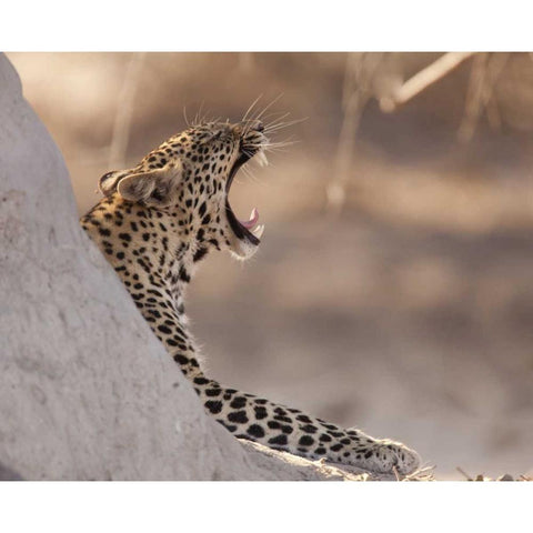 Africa, Botswana, Chobe NP Yawning leopard Black Modern Wood Framed Art Print by Kaveney, Wendy