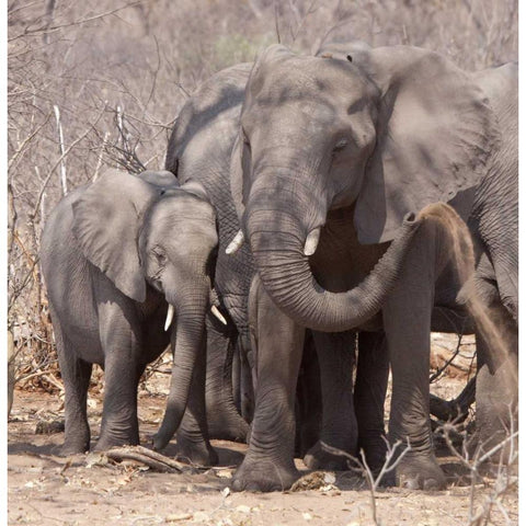 Africa, Botswana, Chobe Mother and baby elephant Black Modern Wood Framed Art Print by Kaveney, Wendy