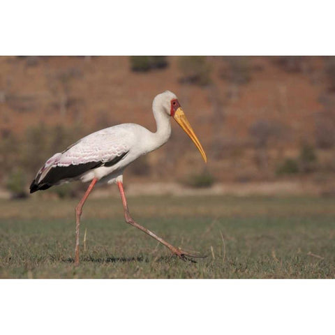 Africa, Botswana, Chobe NP Saddle-billed Stork Black Modern Wood Framed Art Print by Kaveney, Wendy