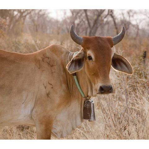 Africa, Botswana, Tsodilo Hills Cow with bell Black Modern Wood Framed Art Print by Kaveney, Wendy