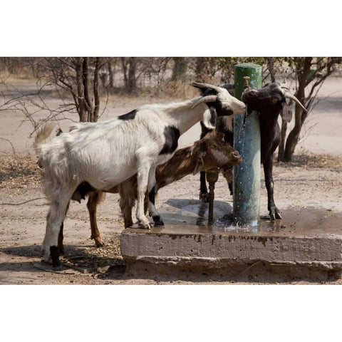 Botswana, Tsodilo Hills Goats drinking from pump Black Modern Wood Framed Art Print by Kaveney, Wendy