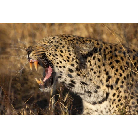 Botswana, Savute Game Reserve Yawning leopard White Modern Wood Framed Art Print by Zuckerman, Jim