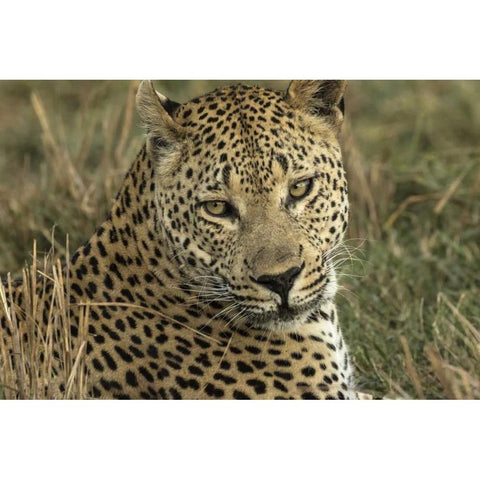 Botswana, Savute Game Reserve Resting leopard Gold Ornate Wood Framed Art Print with Double Matting by Zuckerman, Jim