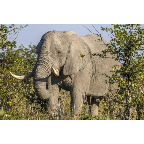 Botswana, Savute Game Reserve Elephant eating Gold Ornate Wood Framed Art Print with Double Matting by Zuckerman, Jim