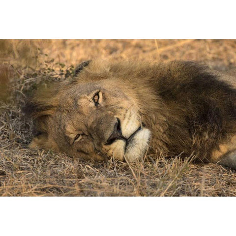 Botswana, Savute Game Reserve Sleeping male lion Gold Ornate Wood Framed Art Print with Double Matting by Zuckerman, Jim