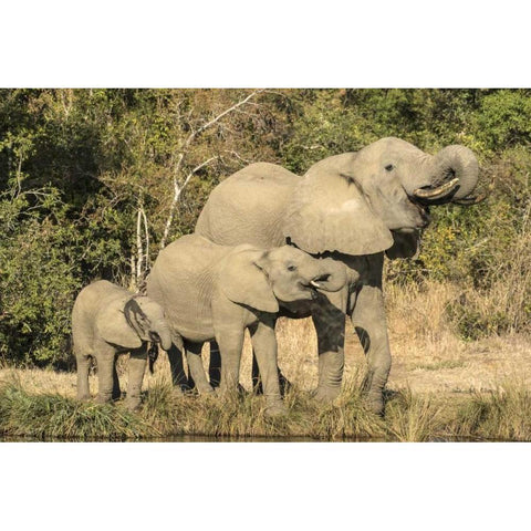 Botswana, Savuti Game Reserve Elephants drinking Black Modern Wood Framed Art Print with Double Matting by Zuckerman, Jim
