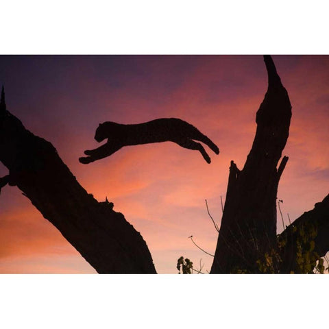 Botswana, Savuti Game Reserve Leopard leaping Black Modern Wood Framed Art Print by Zuckerman, Jim