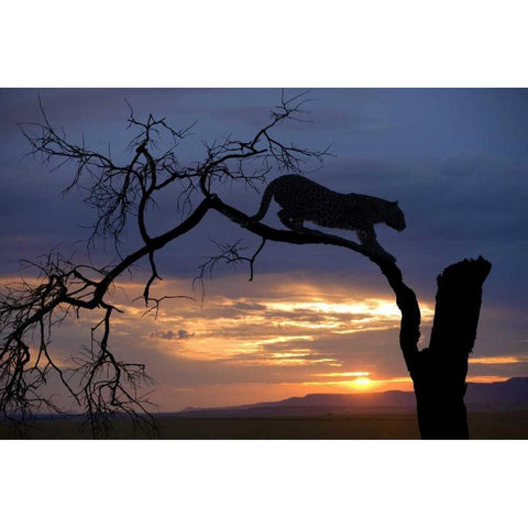 Botswana, Savuti Game Reserve Leopard on branch White Modern Wood Framed Art Print by Zuckerman, Jim