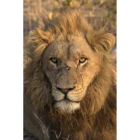 Africa, Botswana, Savuti Game Reserve Male lion Black Modern Wood Framed Art Print with Double Matting by Zuckerman, Jim