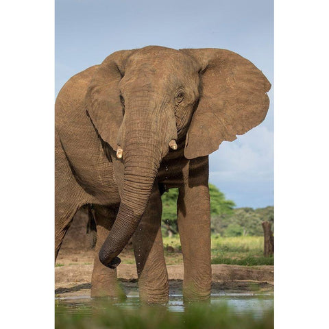 Africa-Botswana-Kasane-Bull Elephant drinking in water hole at sunset Black Modern Wood Framed Art Print with Double Matting by Souders, Paul