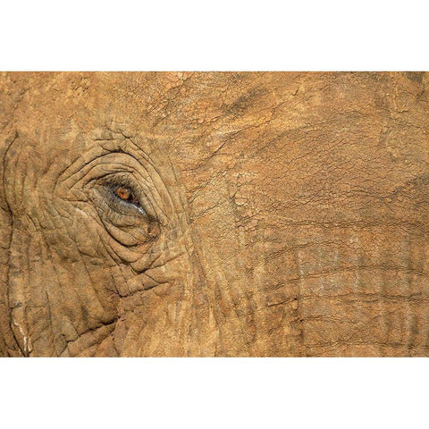 Africa-Botswana-Kasane-Close-up of Bull Elephants eye at sunset near Chobe River Black Modern Wood Framed Art Print by Souders, Paul