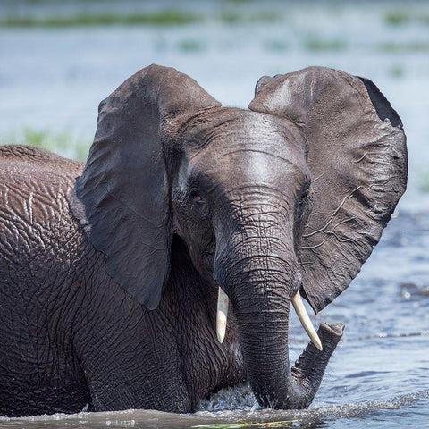 Africa-Botswana-Chobe National Park-Elephant plays and splashes while cooling off in Chobe River Black Modern Wood Framed Art Print by Souders, Paul