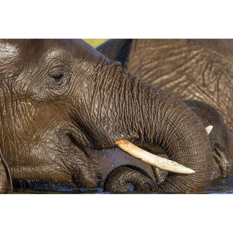 Africa-Botswana-Chobe National Park-Close-up portrait of Elephant drinking from trunk while swimming Black Modern Wood Framed Art Print by Souders, Paul