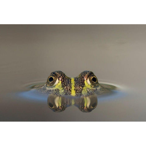 Africa-Botswana-Nxai Pan National Park-Young African Bullfrog lies nearly submerged in shallow pool Black Modern Wood Framed Art Print by Souders, Paul